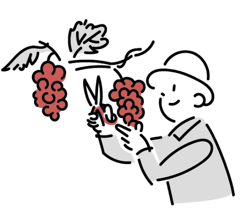 葡萄を収穫しているイラスト