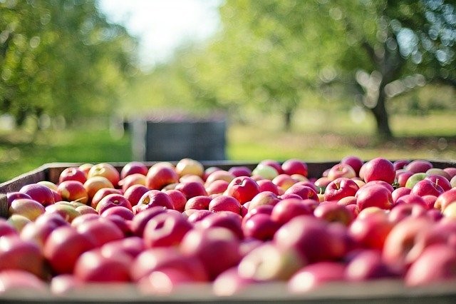 リンゴ園にリンゴがたくさんある