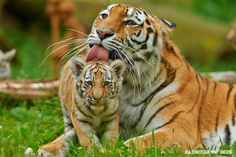 今年の顔 トラ 年の始めに絶滅危惧種トラについて学ぼう 22年