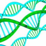 『生物とSDGs７』遺伝子組み換えって何？