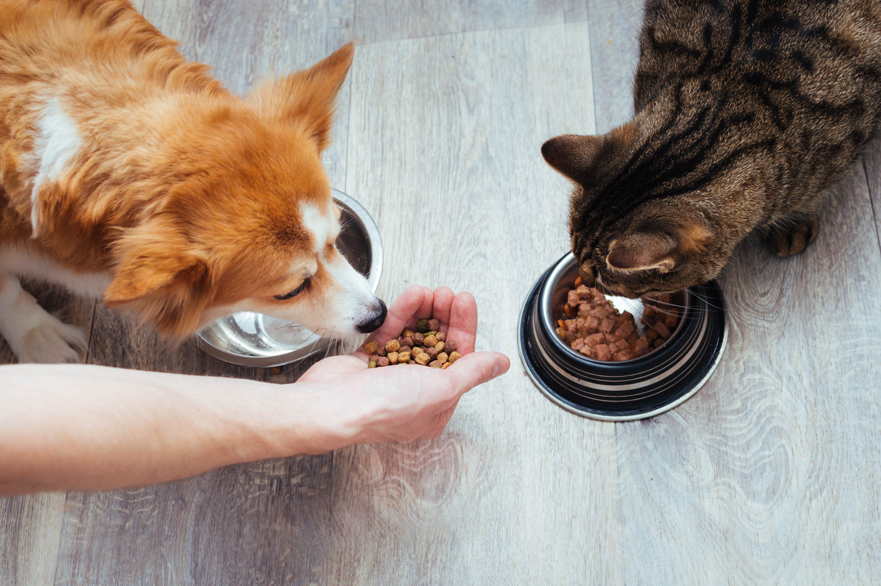 ペットフードを食べる犬と猫